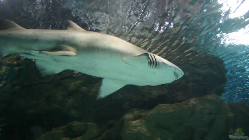 Urlaubstipp: Aquarium Blue Planet in Kopenhagen