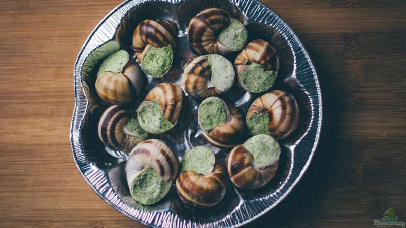 Weinbergschnecken: Delikatesse mit Ekelfaktor