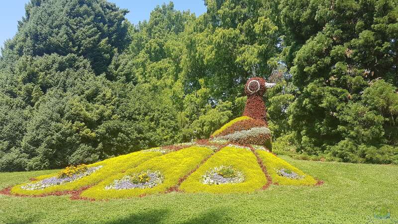 Die Insel Mainau: Ein Muss für Gartenliebhaber