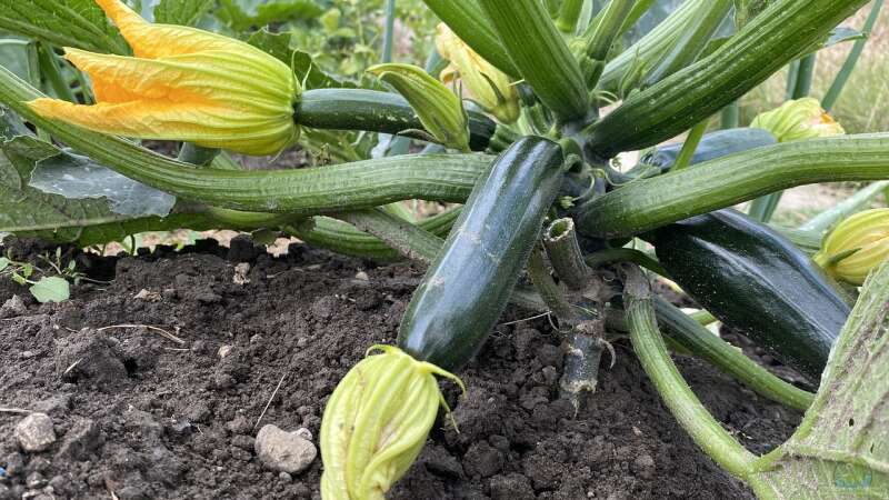 Verschiedene Methoden, um Zucchini haltbar zu machen