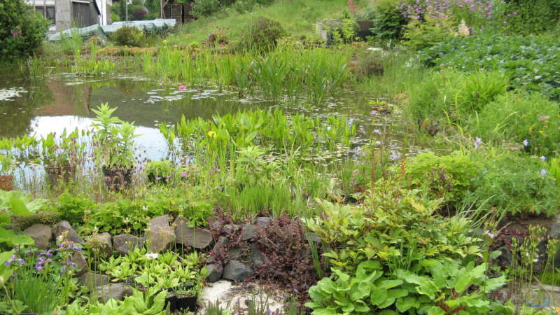 Gartenteich ohne Technik