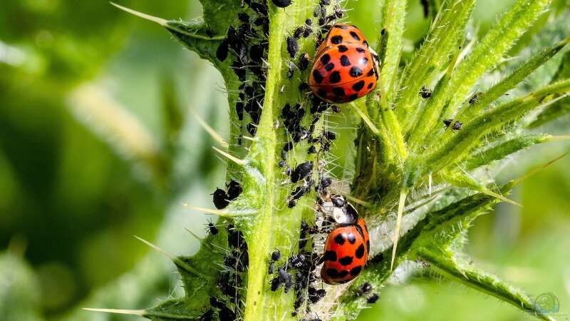 Marienkäfer: Die biologische Waffe gegen Blattläuse