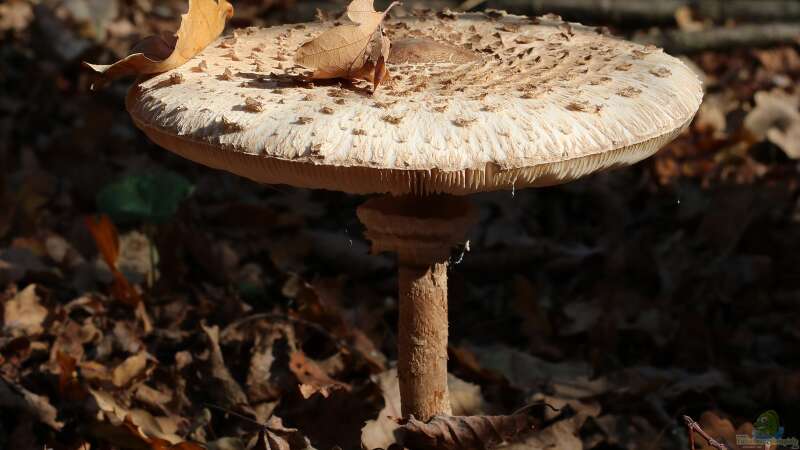 Pilze im Garten anbauen: Was ist möglich?