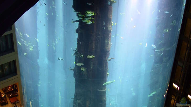 Außergewöhnliche Orte für Aquarien - Hier würde man sie nicht vermuten