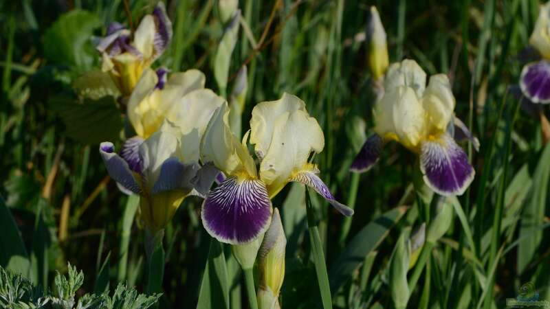 Blüten am Teichrand: Die am besten geeigneten Pflanzen