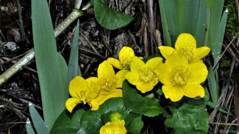 Blüten am Teichrand: Die am besten geeigneten Pflanzen