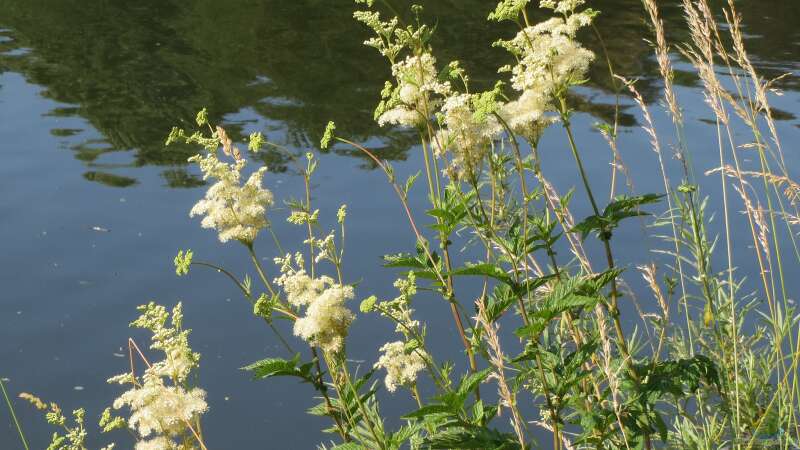 Blüten am Teichrand: Die am besten geeigneten Pflanzen