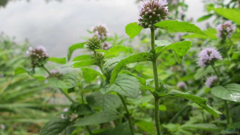 Blüten am Teichrand: Die am besten geeigneten Pflanzen