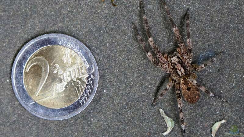 Nosferatu-Spinne in Deutschland - Der Klimawandel macht es möglich