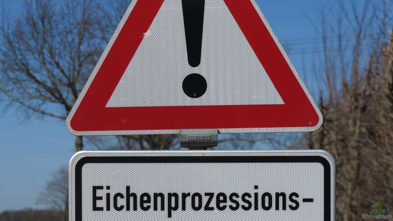 Gefährlich für Mensch und Natur: Der Eichen-Prozessionspinner