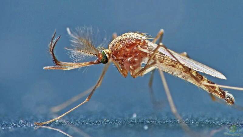 Teiche für Insekten – Lebensräume schaffen