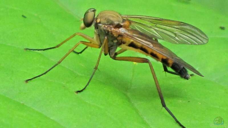 Teiche für Insekten – Lebensräume schaffen