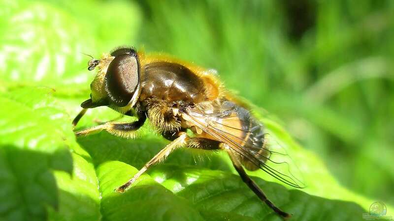 Teiche für Insekten – Lebensräume schaffen