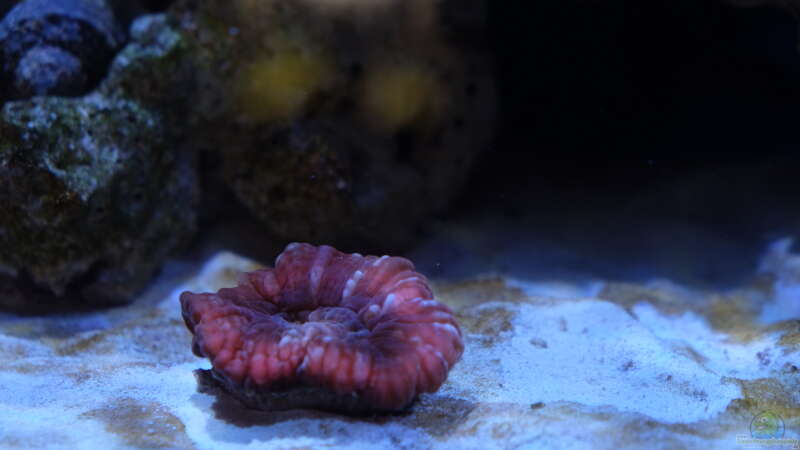 Kieselalgen im Meerwasseraquarium: So wirst du sie los!