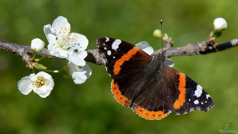 Welche Schmetterlinge findet man im Garten?