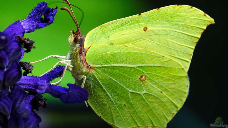 Welche Schmetterlinge findet man im Garten?