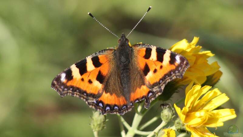 Welche Schmetterlinge findet man im Garten?