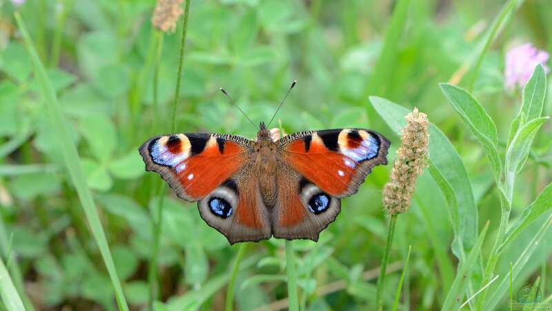 Welche Schmetterlinge findet man im Garten?