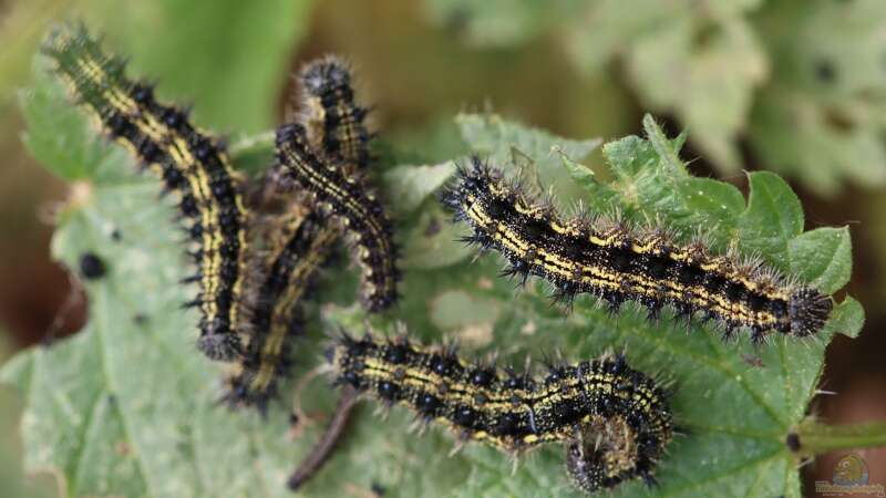 Futterpflanzen für Schmetterlinge und Schmetterlingsraupen