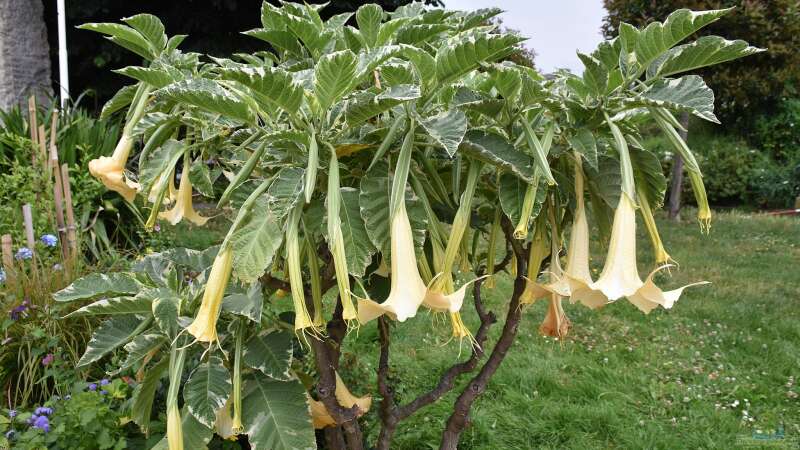 Welche Gartenpflanzen müssen zeitig eingewintert werden?