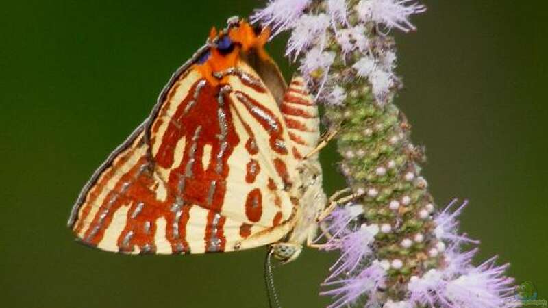 Schmetterlingshaltung: Ein Hobby mit Tradition