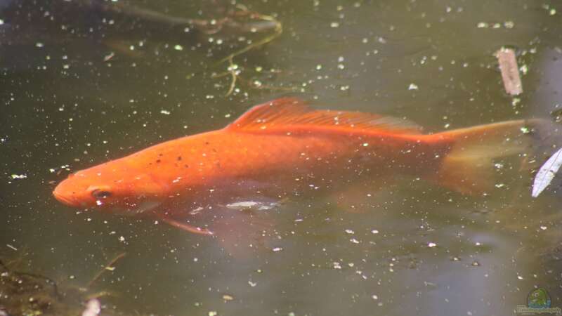 Wie wird der Teich winterfit für Goldfische