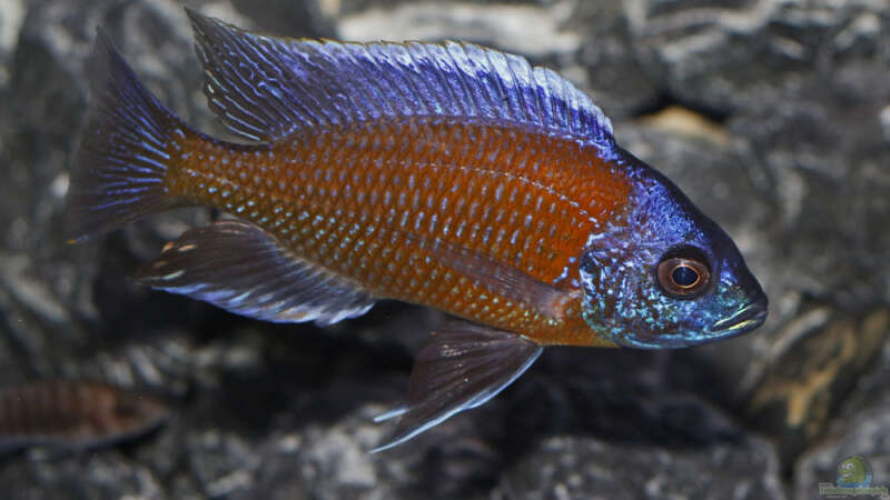 Sandtaucher und Folgerfische aus dem Malawisee: Rückschlüsse für die Aquarienhaltung