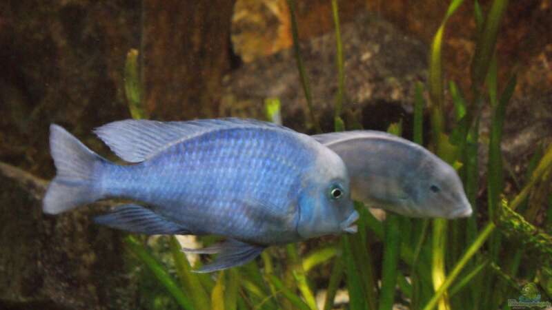 Sandtaucher und Folgerfische aus dem Malawisee: Rückschlüsse für die Aquarienhaltung