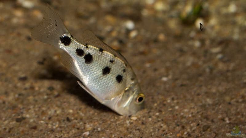 Sandtaucher und Folgerfische aus dem Malawisee: Rückschlüsse für die Aquarienhaltung