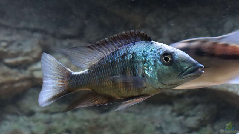 Sandtaucher und Folgerfische aus dem Malawisee: Rückschlüsse für die Aquarienhaltung