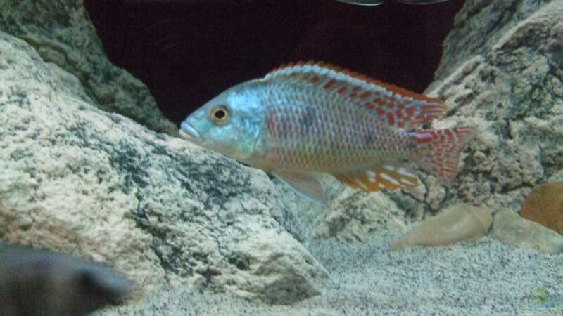 Sandtaucher und Folgerfische aus dem Malawisee: Rückschlüsse für die Aquarienhaltung