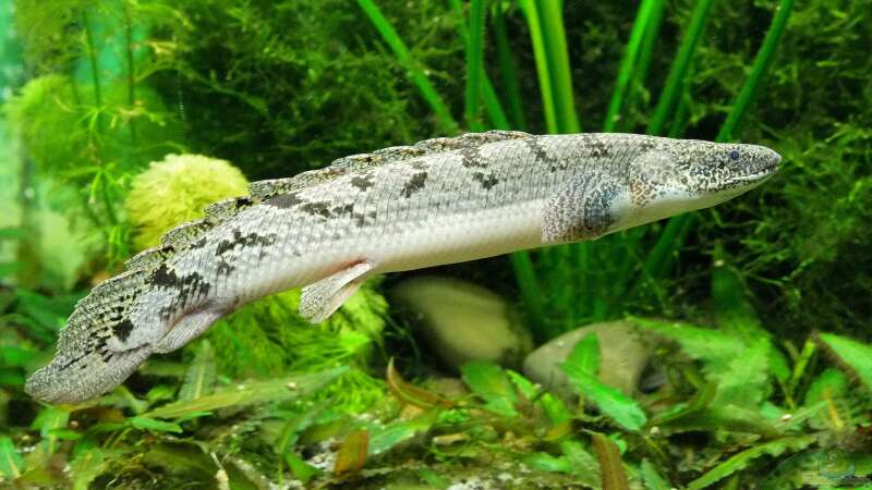 Flösselhechte: Urtümliche Fische im Aquarium halten