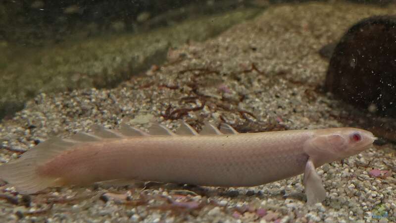 Flösselhechte: Urtümliche Fische im Aquarium halten