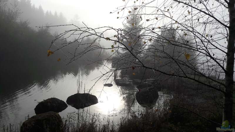 Herbst am Teich: Farbenpracht und Struktur