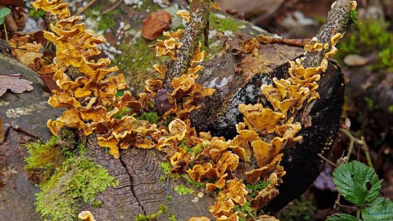 Totholzhecken als Überwinterungshilfe: Ein Rückzugsort für Vögel und Kleintiere