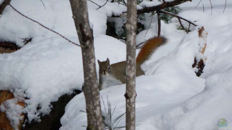 Europäische Eichhörnchen im Winter: So überstehen sie die kalte Jahreszeit