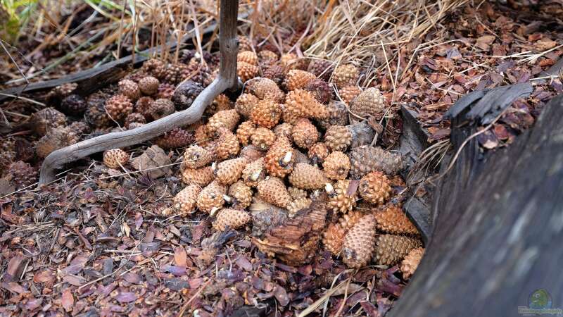 Europäische Eichhörnchen im Winter: So überstehen sie die kalte Jahreszeit