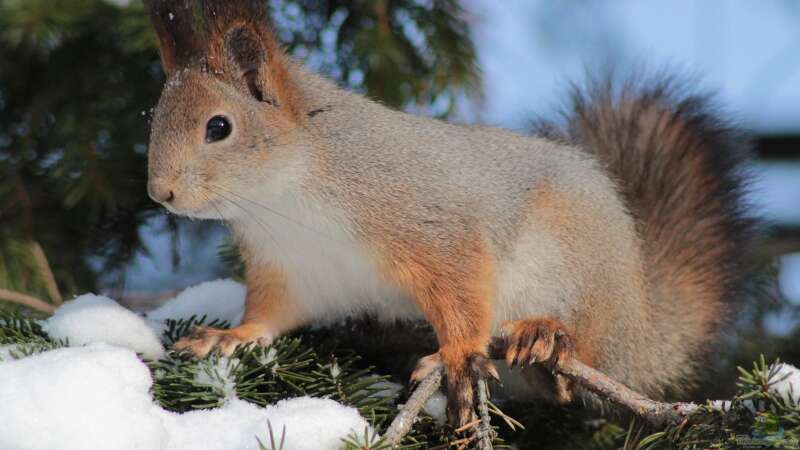 Europäische Eichhörnchen im Winter: So überstehen sie die kalte Jahreszeit