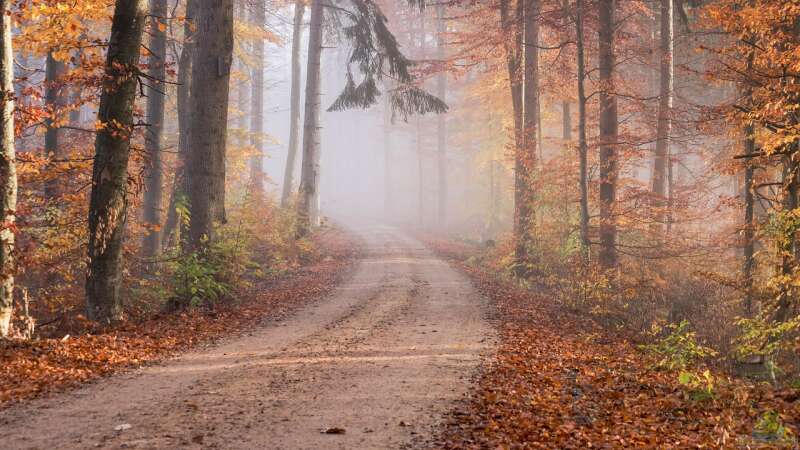 Faszination Herbstfärbung: Das bunte Schauspiel der Natur