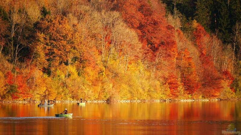 Faszination Herbstfärbung: Das bunte Schauspiel der Natur