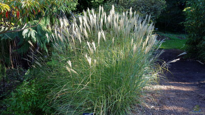 Gräser im Garten – Struktur und Farbe im Jahresverlauf