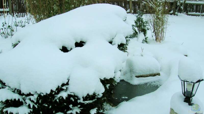 Frühzeitig planen: Teichfische richtig überwintern