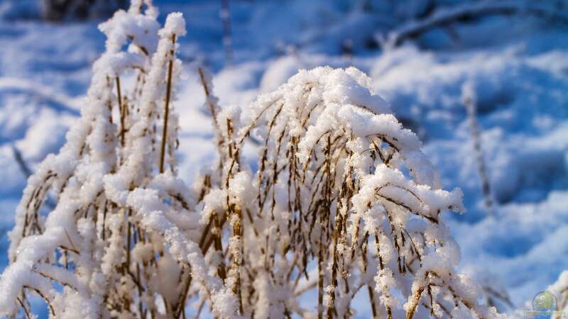 Gräser im Winter schützen: Tipps und Tricks für den Garten