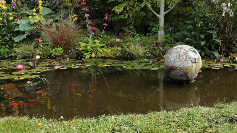 Pflanzen für späten Nektar: Nahrung für Insekten im Herbst