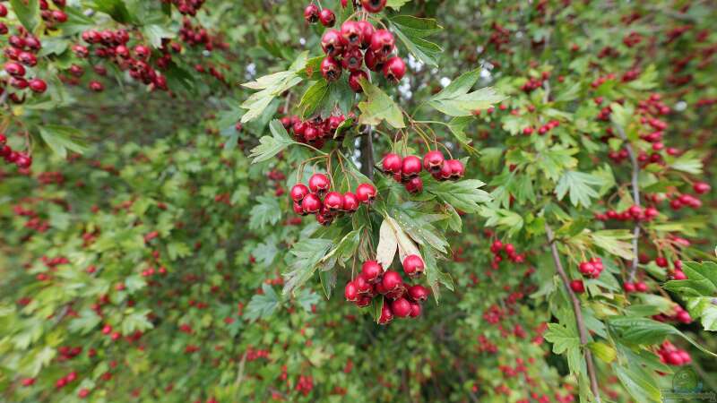 Hecken für den Herbst – Schutz, Nektar und Früchte