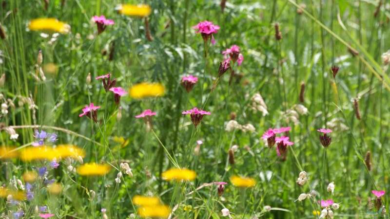 Kein wildes Durcheinander: Struktur für deinen Naturgarten