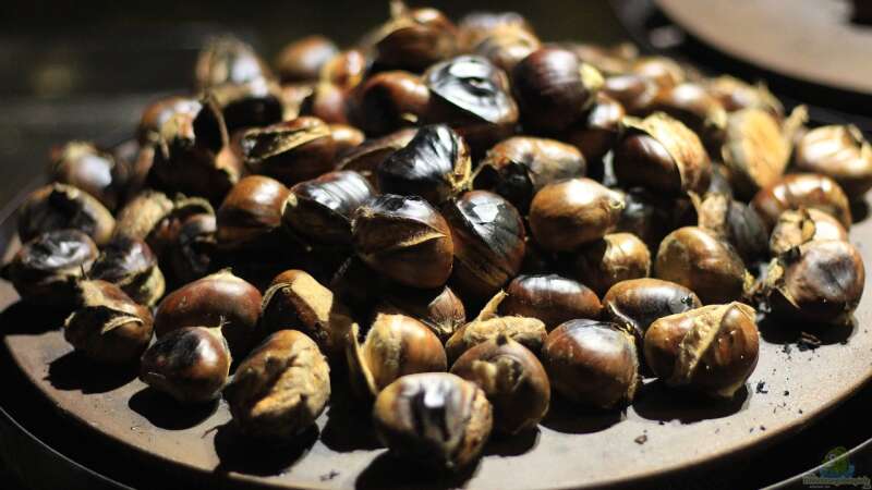 Esskastanien im eigenen Garten: Herbstlicher Genuss aus eigener Ernte