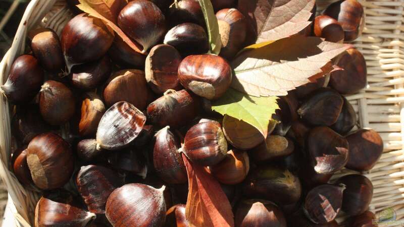 Esskastanien im eigenen Garten: Herbstlicher Genuss aus eigener Ernte