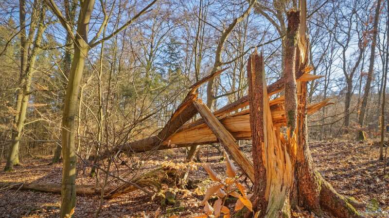 Aufräumen nach dem Herbststurm: Was jetzt zu tun ist