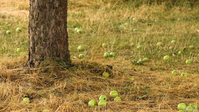 Die Streuobstwiese: Ein besonders nachhaltiges Biotop